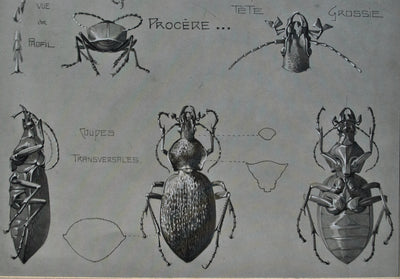 Mathurin MEHEUT : Le Capricorne, Lithographie originale (photo de détail 7) - Crédit photo : Galerie Art.Paris