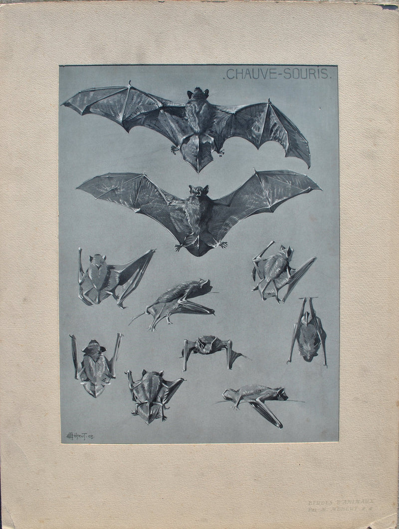 Mathurin MEHEUT : La Chauve-souris, Lithographie originale (vue générale) - Crédit photo : Galerie Art.Paris