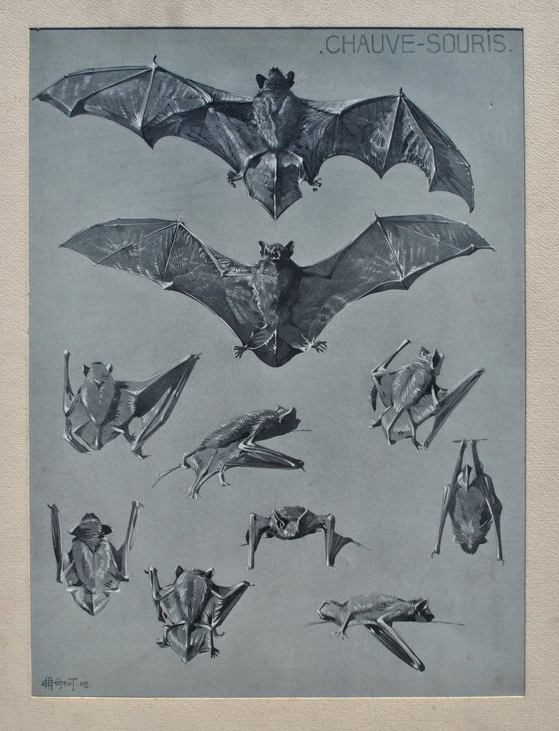 Mathurin MEHEUT : La Chauve-souris, Lithographie originale (photo de détail 2) - Crédit photo : Galerie Art.Paris