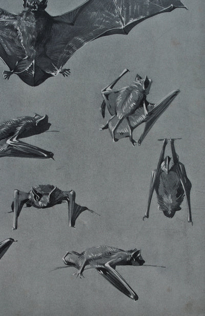 Mathurin MEHEUT : La Chauve-souris, Lithographie originale (photo de détail 7) - Crédit photo : Galerie Art.Paris