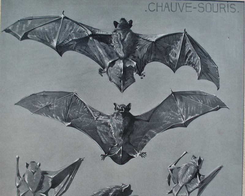 Mathurin MEHEUT : La Chauve-souris, Lithographie originale (photo de détail 8) - Crédit photo : Galerie Art.Paris