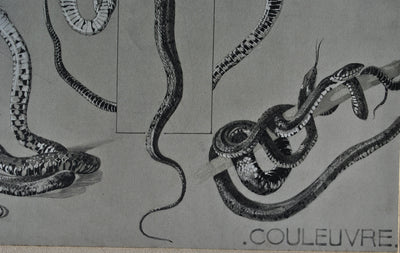 Mathurin MEHEUT : La Couleuvre, Lithographie originale (photo de détail 5) - Crédit photo : Galerie Art.Paris