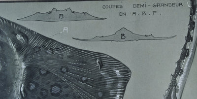 Mathurin MEHEUT : La Raie Manta, Lithographie originale (photo de détail 7) - Crédit photo : Galerie Art.Paris