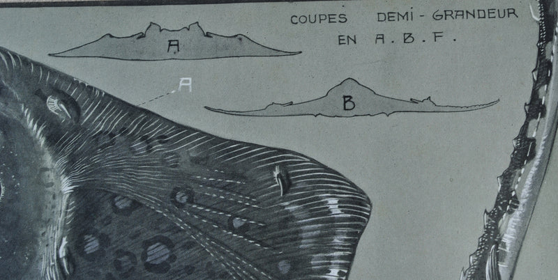 Mathurin MEHEUT : La Raie Manta, Lithographie originale (photo de détail 7) - Crédit photo : Galerie Art.Paris