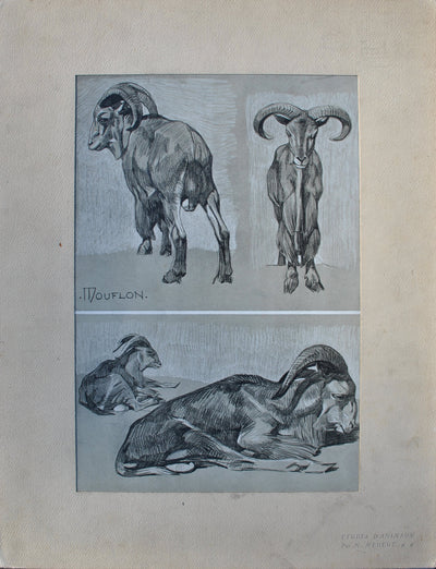 Mathurin MEHEUT : Le Mouflon, Lithographie originale (vue générale) - Crédit photo : Galerie Art.Paris