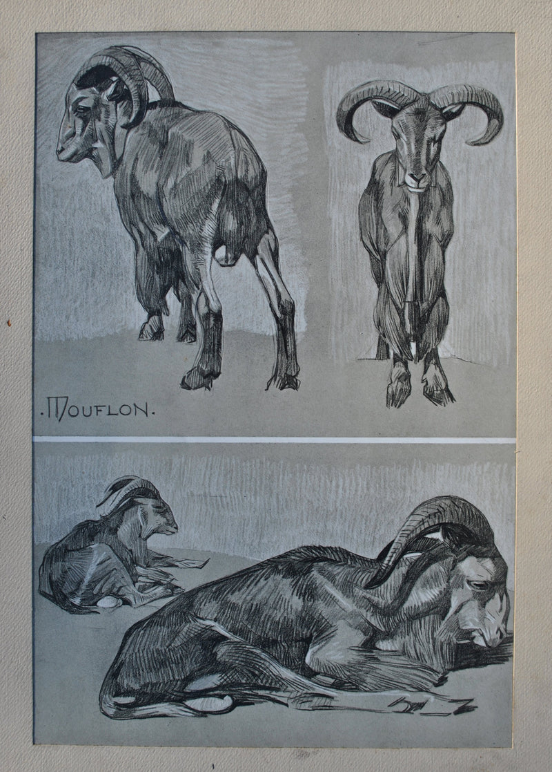 Mathurin MEHEUT : Le Mouflon, Lithographie originale (photo de détail 2) - Crédit photo : Galerie Art.Paris