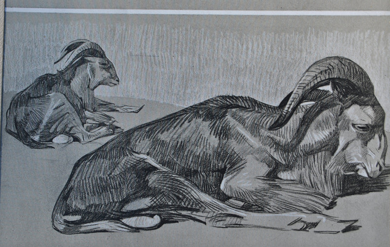 Mathurin MEHEUT : Le Mouflon, Lithographie originale (photo de détail 4) - Crédit photo : Galerie Art.Paris