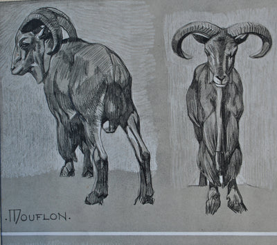 Mathurin MEHEUT : Le Mouflon, Lithographie originale (photo de détail 5) - Crédit photo : Galerie Art.Paris