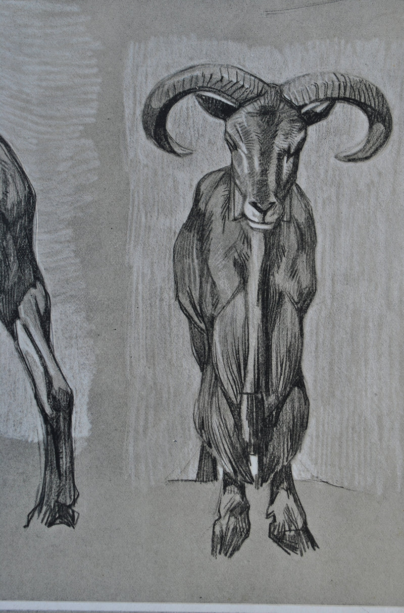 Mathurin MEHEUT : Le Mouflon, Lithographie originale (photo de détail 6) - Crédit photo : Galerie Art.Paris