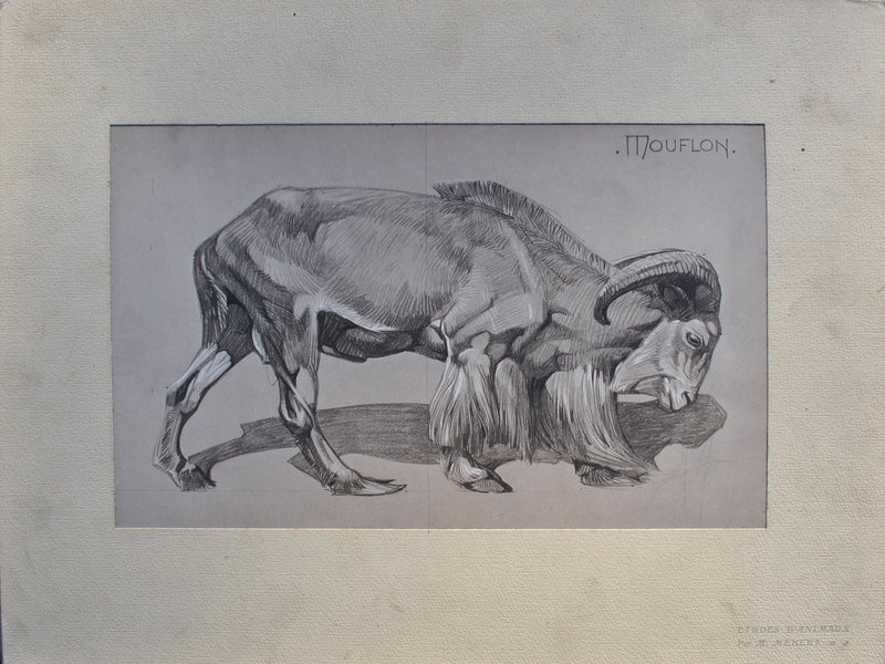 Mathurin MEHEUT : Le Mouflon de profil, Lithographie originale (vue générale) - Crédit photo : Galerie Art.Paris