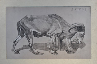 Mathurin MEHEUT : Le Mouflon de profil, Lithographie originale (photo de détail 2) - Crédit photo : Galerie Art.Paris