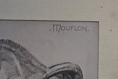 Mathurin MEHEUT : Le Mouflon de profil, Lithographie originale (photo de détail 4) - Crédit photo : Galerie Art.Paris