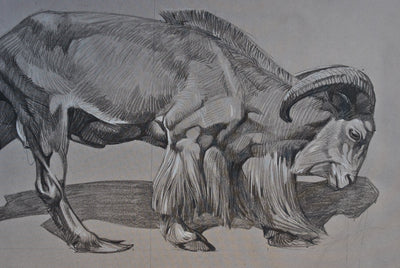 Mathurin MEHEUT : Le Mouflon de profil, Lithographie originale (photo de détail 5) - Crédit photo : Galerie Art.Paris