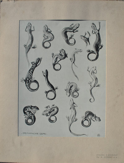 Mathurin MEHEUT : La Salamandre, Lithographie originale (vue générale) - Crédit photo : Galerie Art.Paris