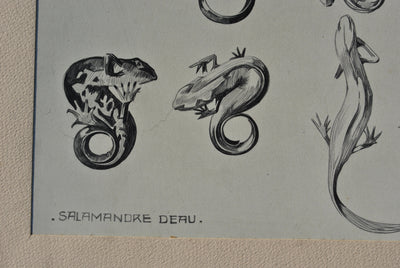 Mathurin MEHEUT : La Salamandre, Lithographie originale (photo de détail 5) - Crédit photo : Galerie Art.Paris