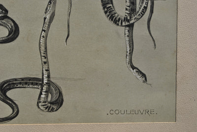 Mathurin MEHEUT : Les Serpents, Lithographie originale (photo de détail 4) - Crédit photo : Galerie Art.Paris