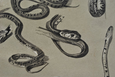 Mathurin MEHEUT : Les Serpents, Lithographie originale (photo de détail 8) - Crédit photo : Galerie Art.Paris