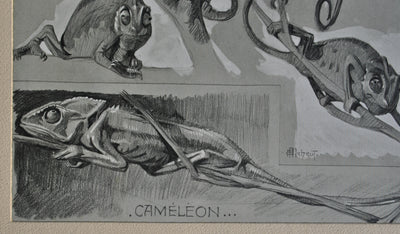 Mathurin MEHEUT : Le Caméléon sur l'arbre, Lithographie originale (photo de détail 5) - Crédit photo : Galerie Art.Paris