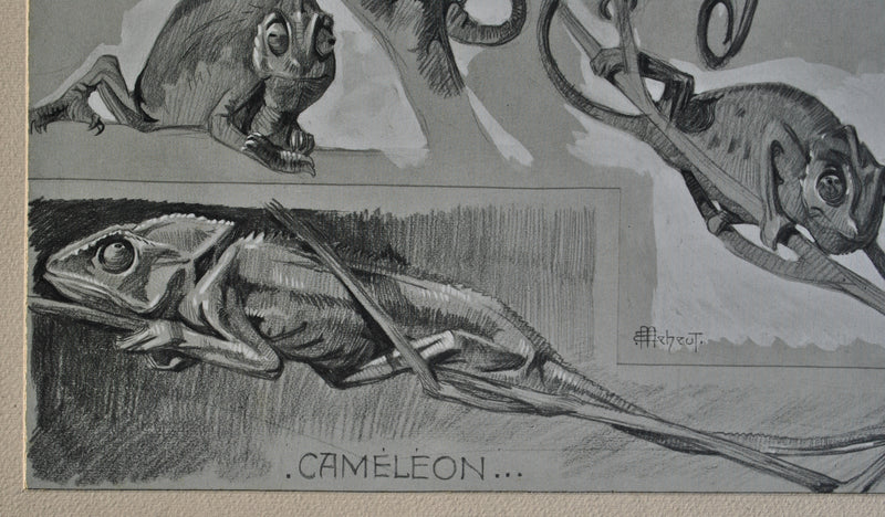 Mathurin MEHEUT : Le Caméléon sur l&