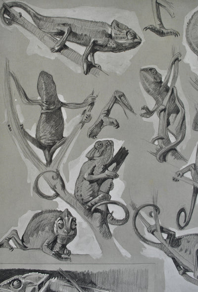 Mathurin MEHEUT : Le Caméléon sur l'arbre, Lithographie originale (photo de détail 6) - Crédit photo : Galerie Art.Paris