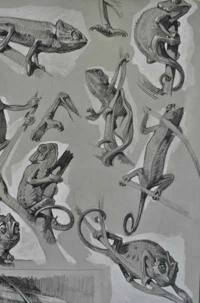 Mathurin MEHEUT : Le Caméléon sur l'arbre, Lithographie originale (photo de détail 7) - Crédit photo : Galerie Art.Paris