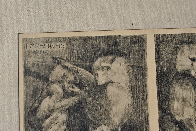 Mathurin MEHEUT : Les petits Singes, Lithographie originale (photo de détail 7) - Crédit photo : Galerie Art.Paris