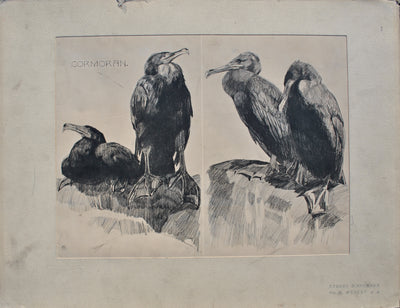 Mathurin MEHEUT : Couple de Cormoran, Lithographie originale (vue générale) - Crédit photo : Galerie Art.Paris