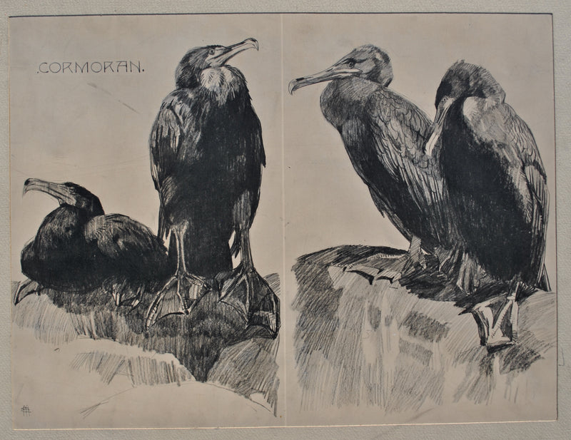 Mathurin MEHEUT : Couple de Cormoran, Lithographie originale (photo de détail 2) - Crédit photo : Galerie Art.Paris