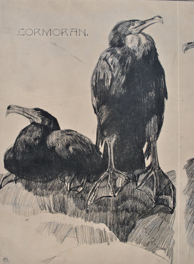 Mathurin MEHEUT : Couple de Cormoran, Lithographie originale (photo de détail 5) - Crédit photo : Galerie Art.Paris