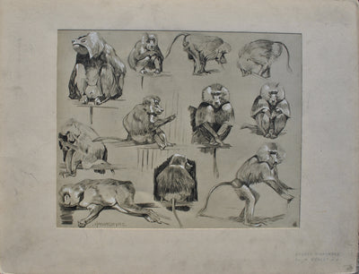 Mathurin MEHEUT : Les Singes, Lithographie originale (vue générale) - Crédit photo : Galerie Art.Paris