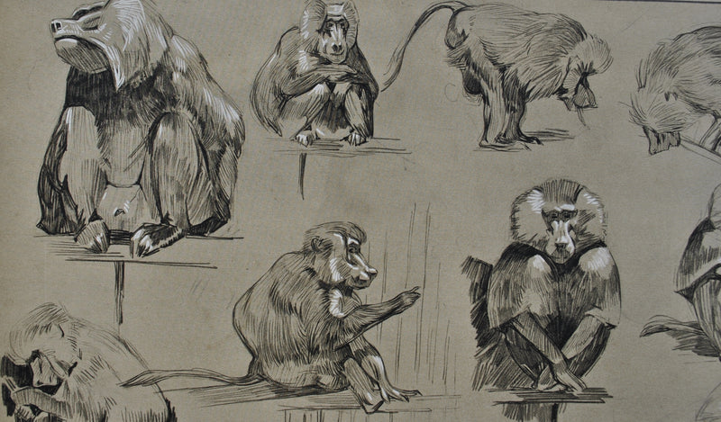 Mathurin MEHEUT : Les Singes, Lithographie originale (photo de détail 6) - Crédit photo : Galerie Art.Paris