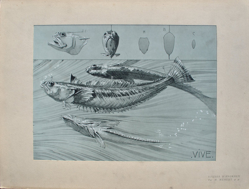 Mathurin MEHEUT : Le Poisson, Lithographie originale (vue générale) - Crédit photo : Galerie Art.Paris