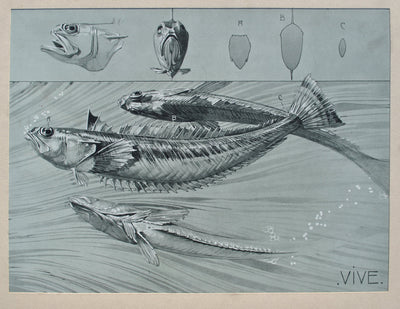 Mathurin MEHEUT : Le Poisson, Lithographie originale (photo de détail 2) - Crédit photo : Galerie Art.Paris