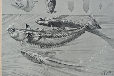 Mathurin MEHEUT : Le Poisson, Lithographie originale (photo de détail 5) - Crédit photo : Galerie Art.Paris