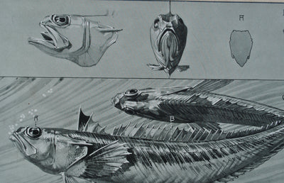 Mathurin MEHEUT : Le Poisson, Lithographie originale (photo de détail 6) - Crédit photo : Galerie Art.Paris