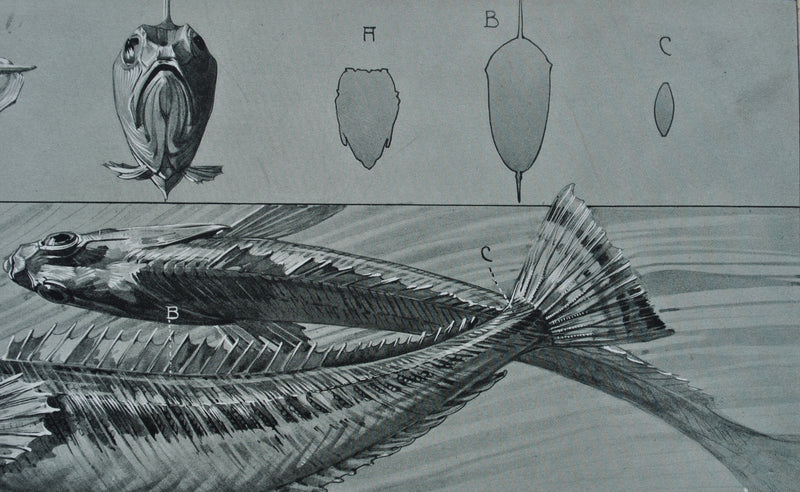 Mathurin MEHEUT : Le Poisson, Lithographie originale (photo de détail 7) - Crédit photo : Galerie Art.Paris