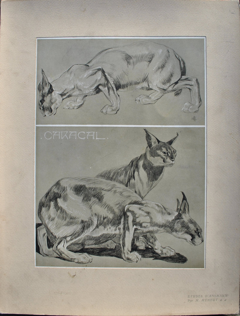 Mathurin MEHEUT : Couple de Caracals, Lithographie originale (vue générale) - Crédit photo : Galerie Art.Paris