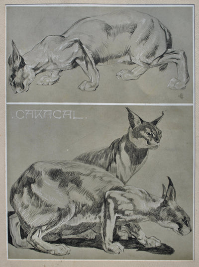 Mathurin MEHEUT : Couple de Caracals, Lithographie originale (photo de détail 2) - Crédit photo : Galerie Art.Paris