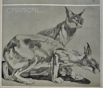 Mathurin MEHEUT : Couple de Caracals, Lithographie originale (photo de détail 4) - Crédit photo : Galerie Art.Paris