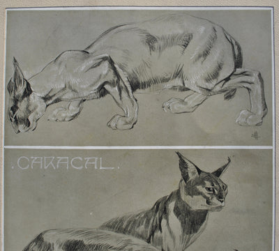 Mathurin MEHEUT : Couple de Caracals, Lithographie originale (photo de détail 6) - Crédit photo : Galerie Art.Paris