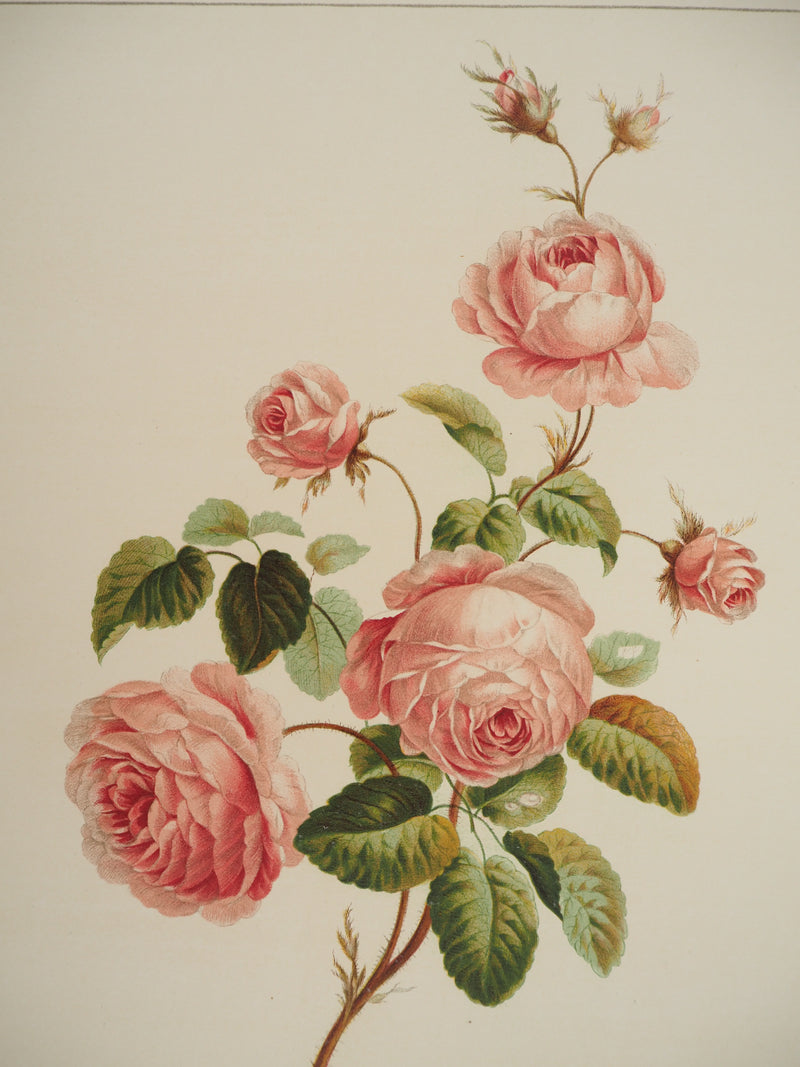 John EDWARDS : Fleurs et Bouquets : Les roses, Lithographie originale (photo de détail 4) - Crédit photo : Galerie Art.Paris