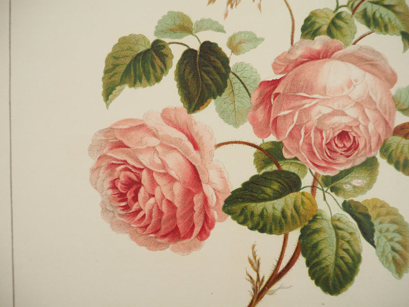 John EDWARDS : Fleurs et Bouquets : Les roses, Lithographie originale (photo de détail 6) - Crédit photo : Galerie Art.Paris