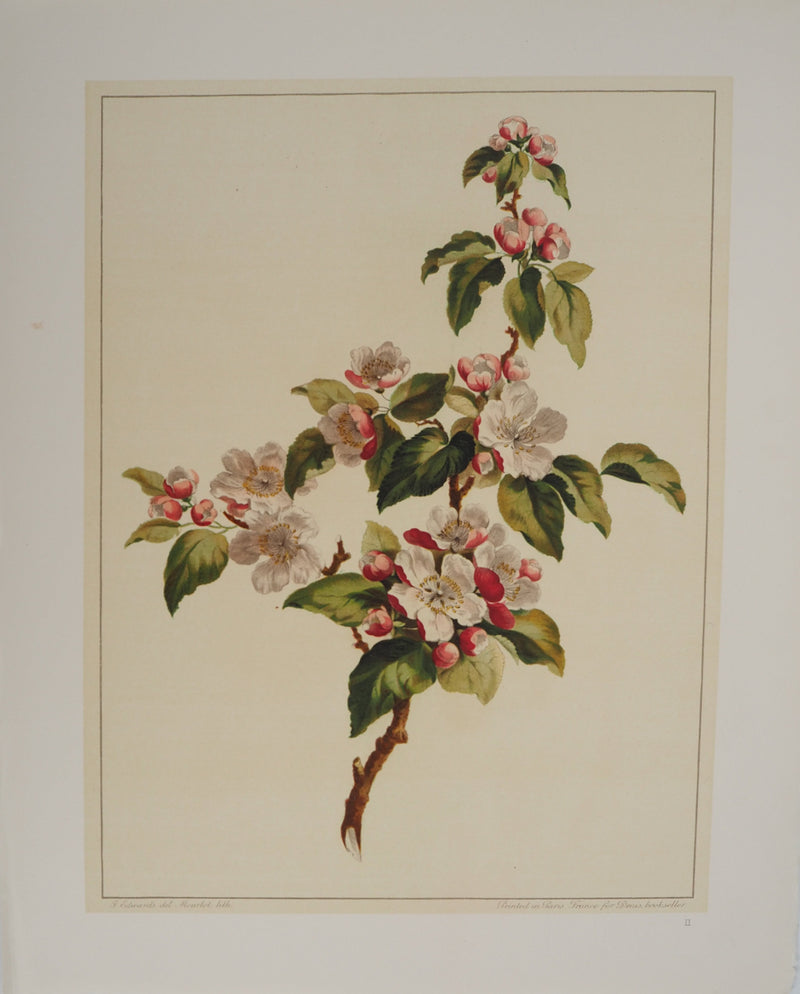 John EDWARDS : Fleurs et Bouquets : Fleurs de pommier, Lithographie originale (vue générale) - Crédit photo : Galerie Art.Paris