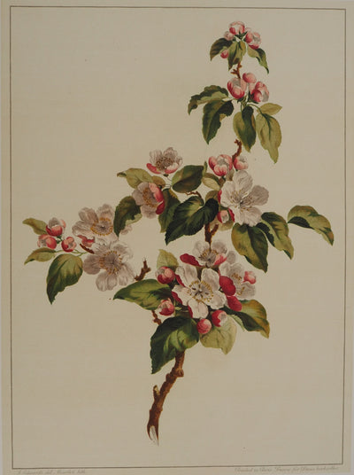 John EDWARDS : Fleurs et Bouquets : Fleurs de pommier, Lithographie originale (photo de détail 6) - Crédit photo : Galerie Art.Paris