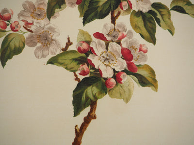 John EDWARDS : Fleurs et Bouquets : Fleurs de pommier, Lithographie originale (photo de détail 4) - Crédit photo : Galerie Art.Paris