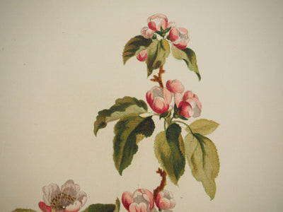 John EDWARDS : Fleurs et Bouquets : Fleurs de pommier, Lithographie originale (photo de détail 3) - Crédit photo : Galerie Art.Paris