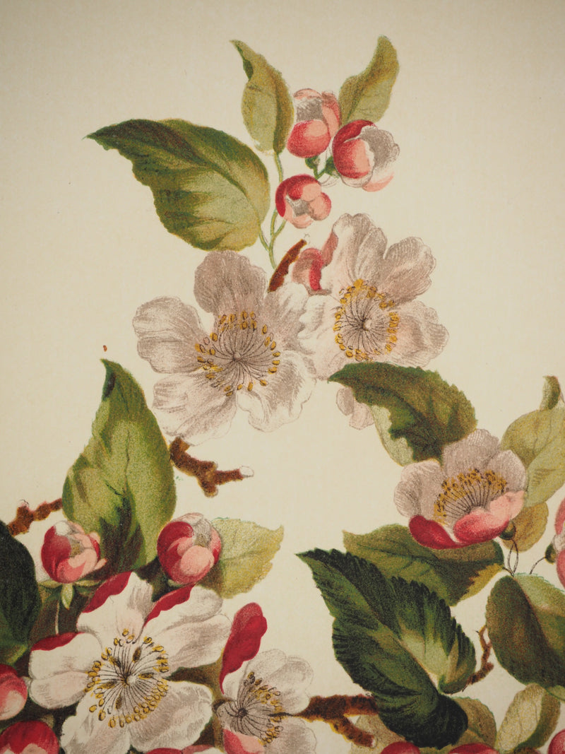 John EDWARDS : Fleurs et Bouquets : Fleurs de pommier, Lithographie originale (photo de détail 2) - Crédit photo : Galerie Art.Paris