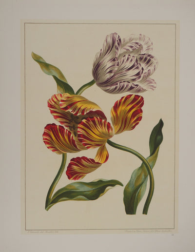 John EDWARDS : Fleurs et Bouquets : les tulipes, Lithographie originale (vue générale) - Crédit photo : Galerie Art.Paris