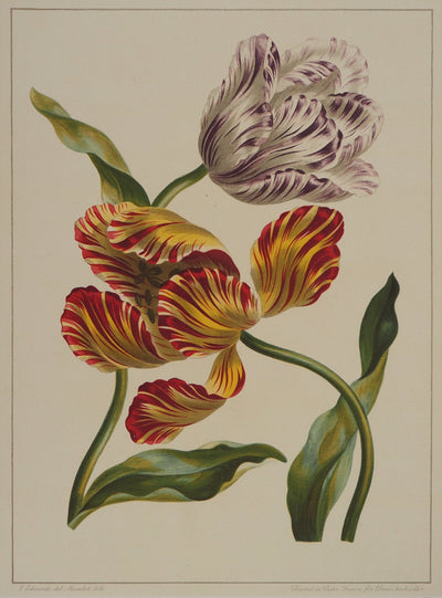 John EDWARDS : Fleurs et Bouquets : les tulipes, Lithographie originale (photo de détail 4) - Crédit photo : Galerie Art.Paris