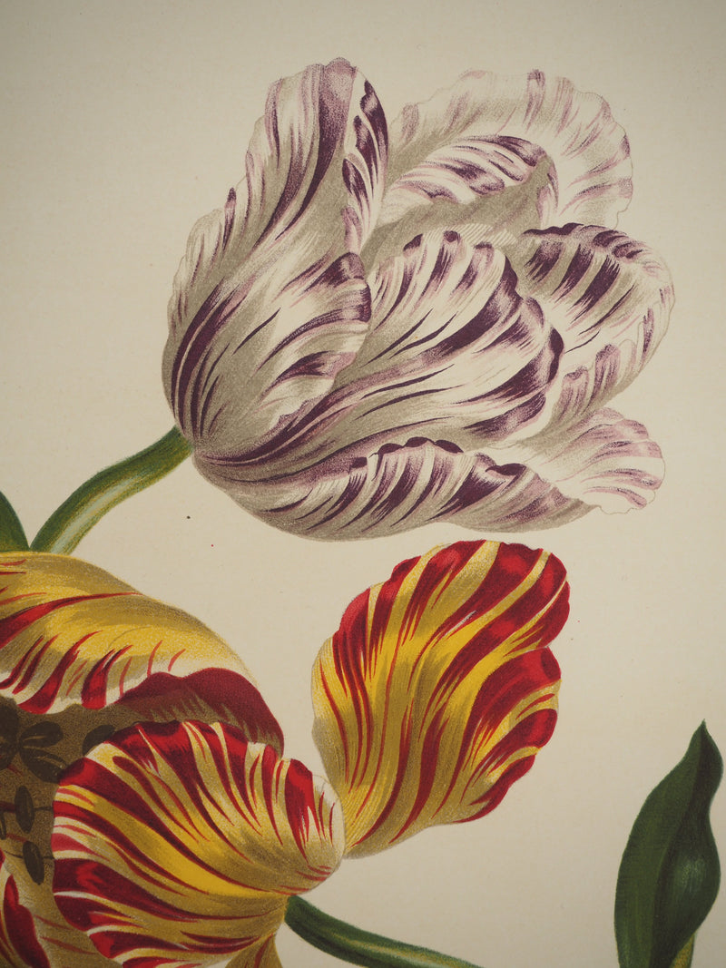 John EDWARDS : Fleurs et Bouquets : les tulipes, Lithographie originale (photo de détail 2) - Crédit photo : Galerie Art.Paris